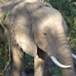 Meet your Posher, Ivy grace